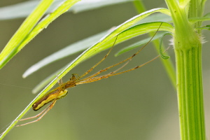 Gemeine Streckerspinne