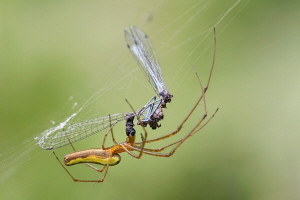 Gemeine Streckerspinne Gemeine Streckerspinne
