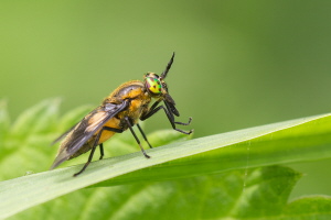 Goldaugenbremse Goldaugenbremse