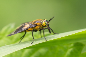 Goldaugenbremse Goldaugenbremse