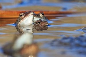 Grasfrosch