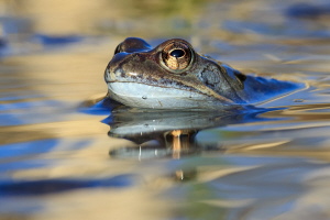 Grasfrosch