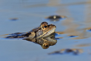 Grasfrosch