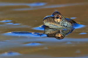 Grasfrosch