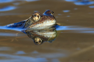 Grasfrosch