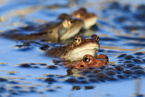 Grasfrosch