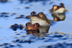 Grasfrosch