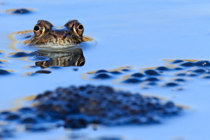 Grasfrosch