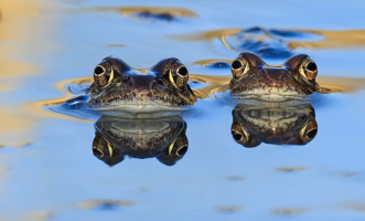 Grasfrosch