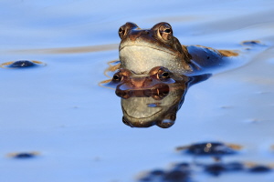 Grasfrosch