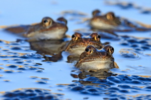 Grasfrosch