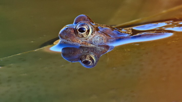 Grasfrosch Grasfrosch