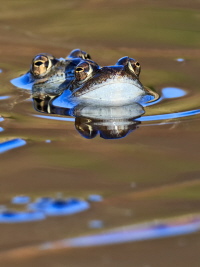 Grasfrosch Grasfrosch
