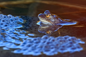Grasfrosch Grasfrosch