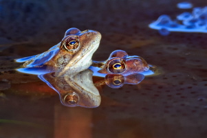 Grasfrosch Grasfrosch