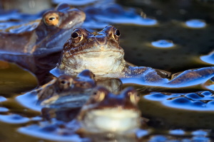 Grasfrosch Grasfrosch