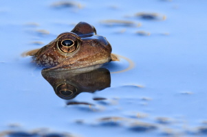 Grasfrosch