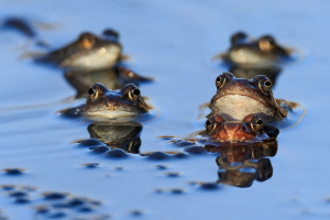 Grasfrosch