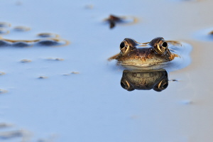 Grasfrosch