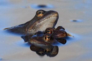Grasfrosch Grasfrosch