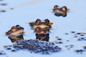 Grasfrosch Grasfrosch