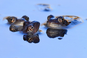 Grasfrosch