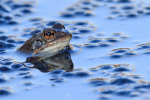 Grasfrosch