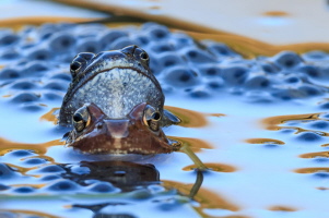 Grasfrosch