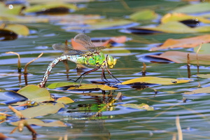 Große Königslibelle Große Königslibelle