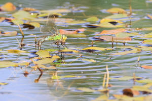 Große Königslibelle Große Königslibelle