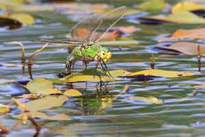 Große Königslibelle Große Königslibelle