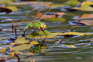 Grosse Königslibelle Grosse Königslibelle