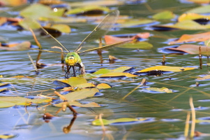 Große Königslibelle