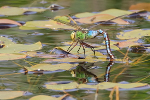 Große Königslibelle Große Königslibelle