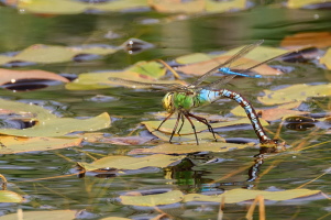 Große Königslibelle Große Königslibelle