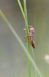 Große Moosjungfer