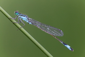 Große Pechlibelle Große Pechlibelle