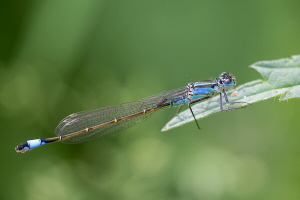 Große Pechlibelle Große Pechlibelle
