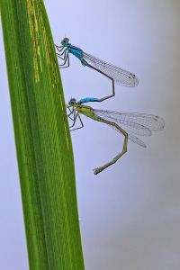 Grosse Pechlibelle Grosse Pechlibelle