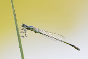 Grosse Pechlibelle Grosse Pechlibelle
