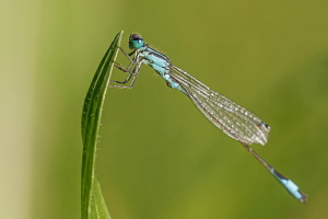 Grosse Pechlibelle Grosse Pechlibelle