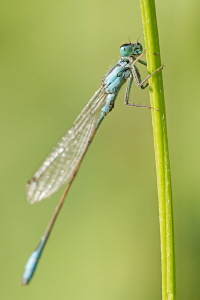 Grosse Pechlibelle Grosse Pechlibelle