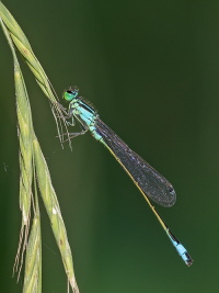 Grosse Pechlibelle Grosse Pechlibelle