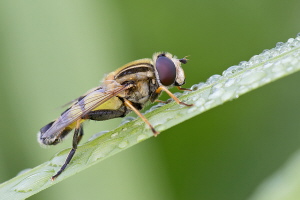 Grosse Sumpfschwebfliege Grosse Sumpfschwebfliege