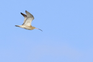 Grosser Brachvogel