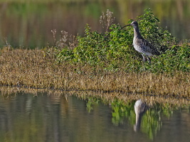 Grosser Brachvogel Grosser Brachvogel