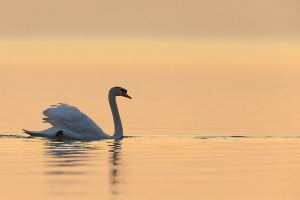 Höckerschwan