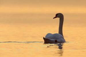 Höckerschwan