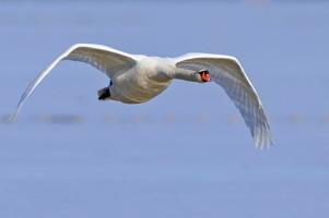 Höckerschwan Höckerschwan
