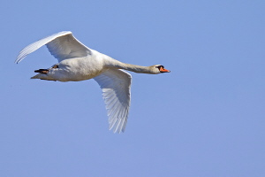 Höckerschwan Höckerschwan